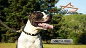 Giant Schnauzer, Boxer and other dogs wear Pink Dog Collar with Studs