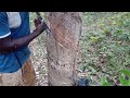              rubber tapping