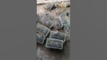 bẩy chuột cống nhum thu phục hàng loạt cống nhum khủng #sanbatbatri#