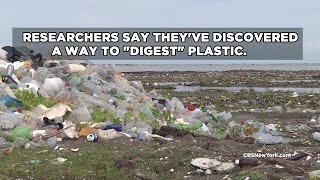 New Enzyme Can Break Down Some Plastic