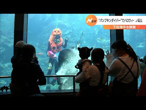 ハロウィーンまで開催パンプキンダイバーが餌やり