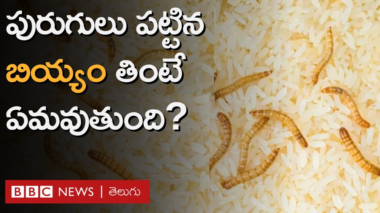 Rice worms: బియ్యానికి పురుగులు ఎందుకు పడతాయి? అలా జరగకుండా ఏం చేయాలి ...