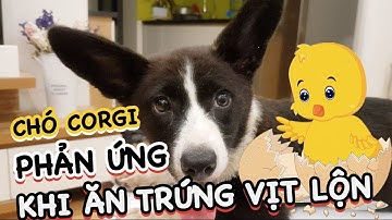 PHẢN ỨNG CỦA CHÓ CORGI KHI ĐƯỢC ĂN TRỨNG VỊT LỘN | Vlog Zớ Zẩn #24