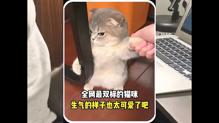 全网最双标的猫咪，生气的样子也太可爱了吧 #宠物故事 #动物故事 #暖心故事