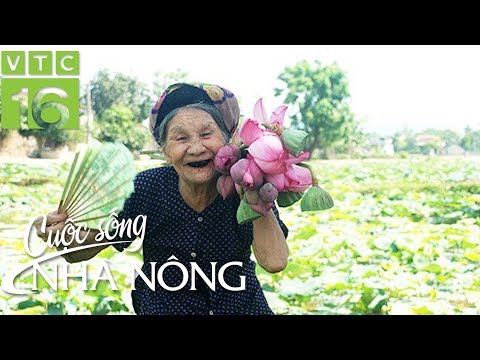 Video Trồng sen, nông dân hái ra tiền | VTC16 - youtube