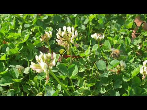DO HONEY BEES REALLY HARMFUL..What they do to Humans