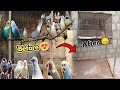 Sab birds sel kar diye 😞 all birds ret down👎 Danish Birds Animal