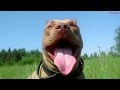 Питбуль Ася. Лето 2019. Часть 2. American pit bull terrier Asya.