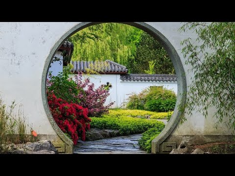 Video: Chinese jenewer - gunsteling naaldbome in die tuin