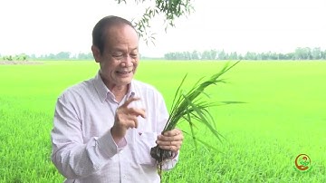 CTTM 5 PHÚT: TÁC HẠI CỦA VIỆC BÓN THỪA PHÂN ĐẠM