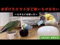 ねぼけたオカメほど怖いものはない〜セキセイは悟った〜　#セキセイインコ　#オカメインコ　#コザクラインコ