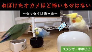 ねぼけたオカメほど怖いものはない〜セキセイは悟った〜　#セキセイインコ　#オカメインコ　#コザクラインコ