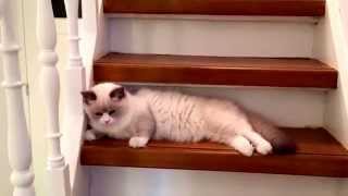 Babs the cat chilling on the stairs