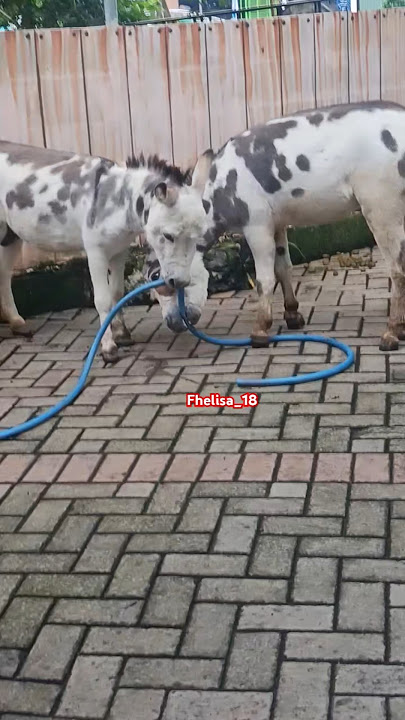 Kuda Poni vs Keledai #kudaponi #keledai #keledaimini #kudacantik #jatimpark2 #ecoaktivgreen