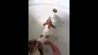 How to give a Jack Russell a bath
