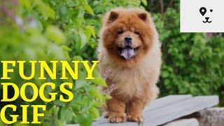 Funny Dogs Gifs