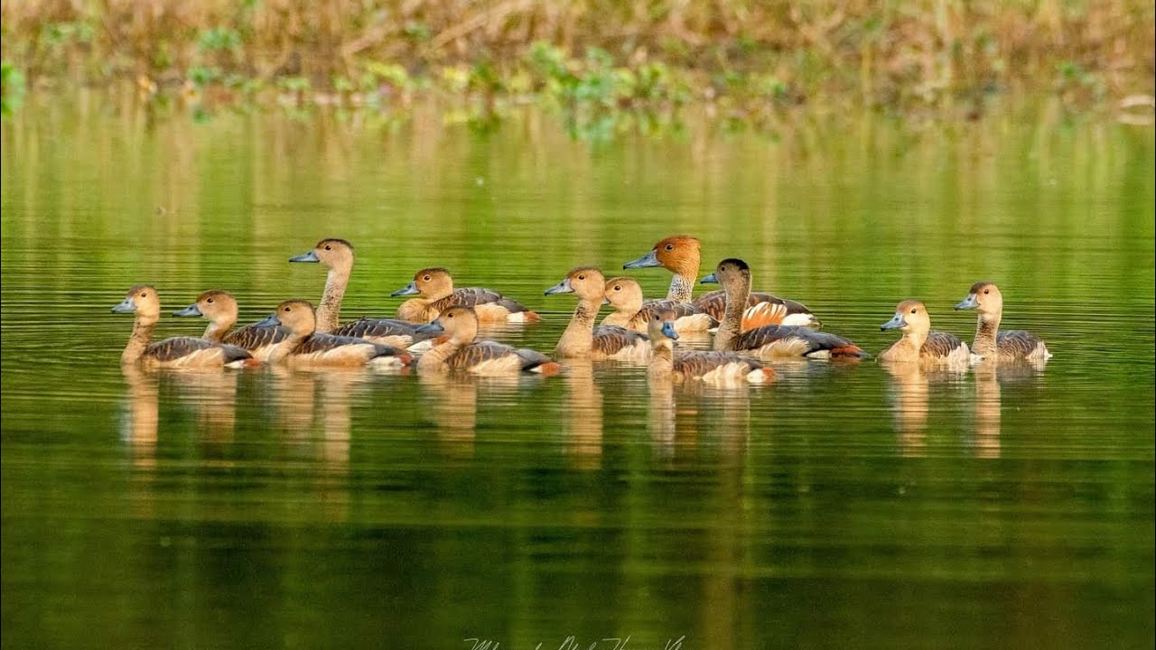 Lesser Grebe Little grebe & Lesser whistling duck - YouTube