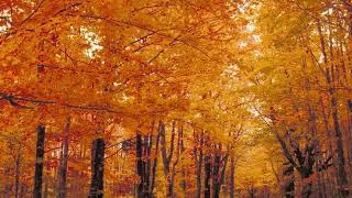 Come to my Dream (Venu en mian Revon)