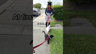 My cat taught another cat how to walk on a leash outside