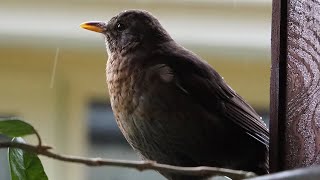 Singin&#39; In The Rain | Blackbird Taking Shelter During Storm | 30th May 2021