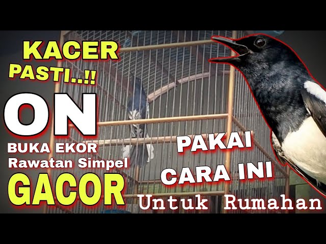 RAWATAN HARIAN KACER UNTUK RUMAHAN PASTI GACOR BUKA EKOR class=