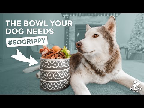 Video: Pažangesnė šunų maisto dubenėlis gali būti ant kelio
