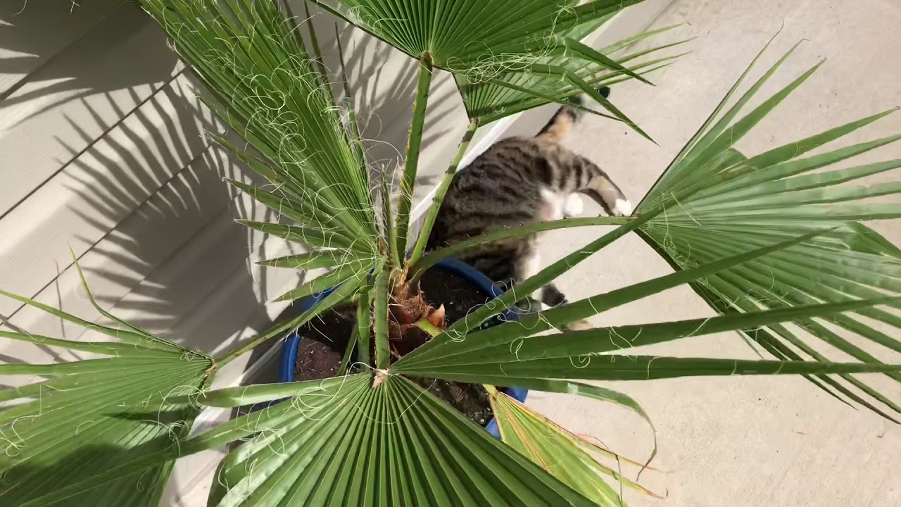 How fast does a Washingtonia robusta grow part 4 YouTube