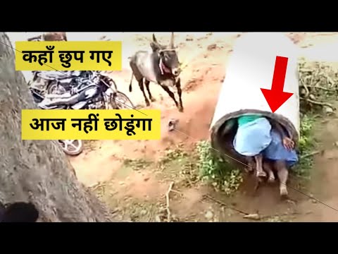 गलत उँगली करने का नतीजा देखलो | When Animals Messed With the Wrong Opponent !