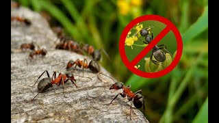 как избавиться от муравьев на даче ✔ разбор и модернизация сарая