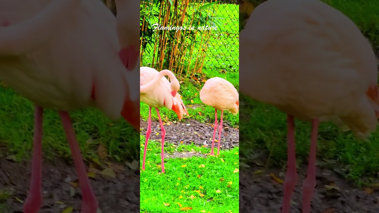 Watch 🦩🌿#birds #nature #ambiencesound #flamingos #natureambience on YouTube Watch 🦩🌿#birds #nature #ambiencesound #flamingos #natureambience on YouTube