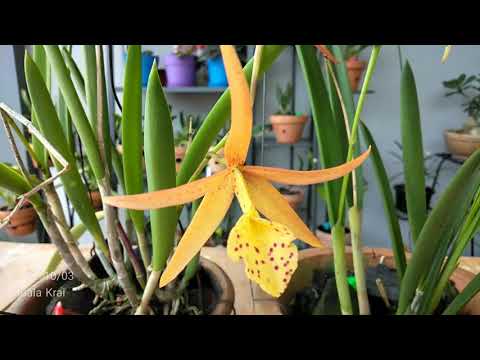 Brassavola Yellow Bird