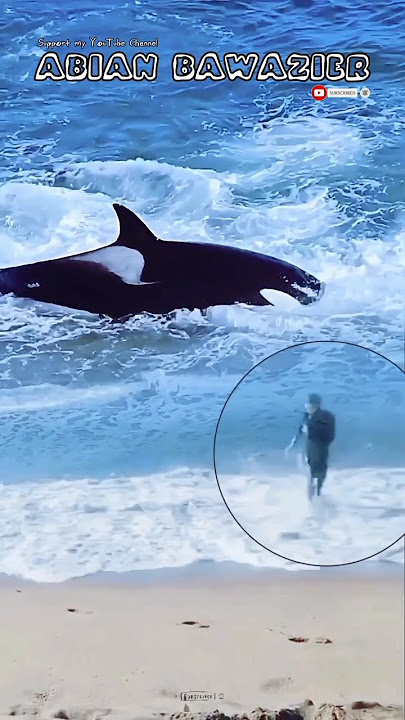 HENDAK BERSELANCAR PRIA INI MALAH BERTEMU PAUS ORCA#short