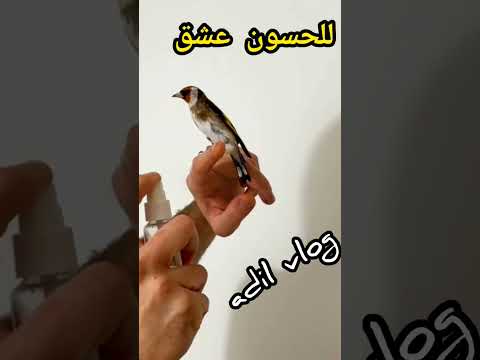 فيديو: أي طائر محلي يشبه طائر الحسون؟