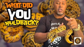 2024 Ball Python Holdbacks: Our Most Stunning Picks Yet! #sphericreptiles #snakes #reptiles #pets