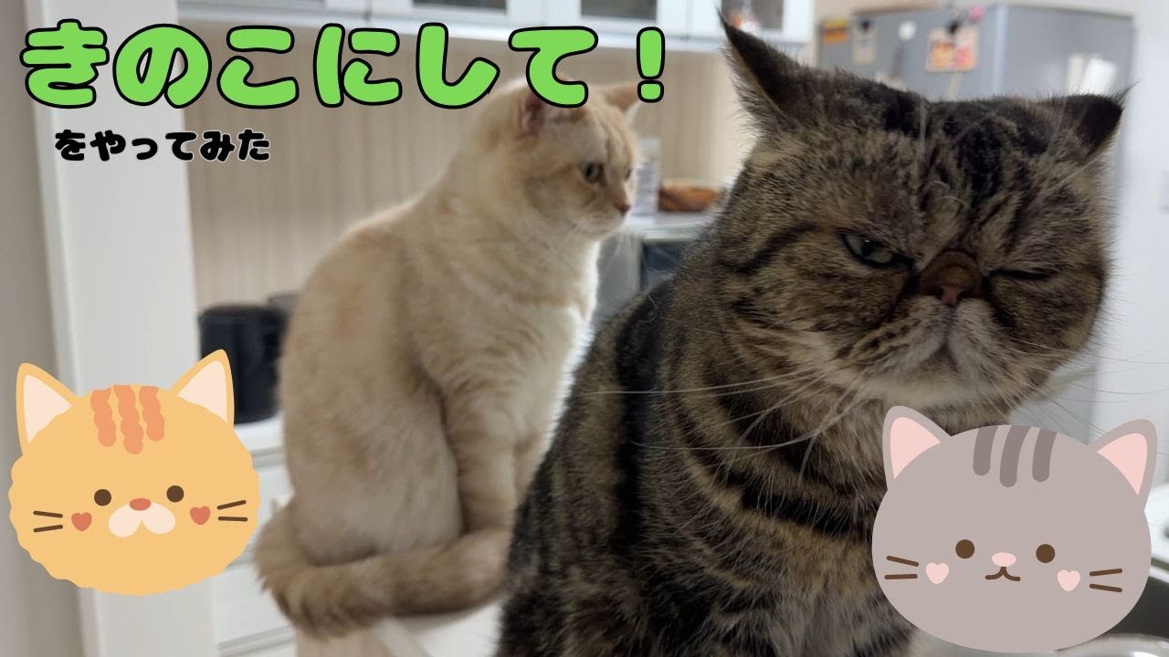 ♯272 SNSで話題のきのこにしてをやってみたら…