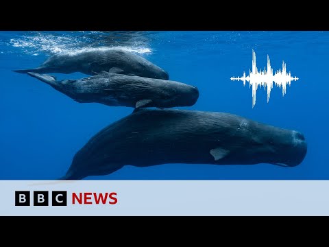Sperm whales have their own alphabet, scientists say | BBC News @BBCNews