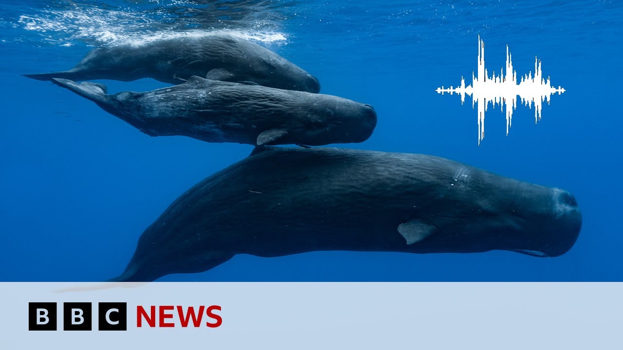 Sperm whales have their own alphabet, scientists say | BBC News