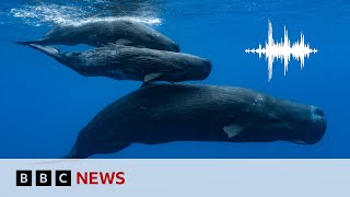 Sperm Whales Have Their Own Alphabet Scientists Say Bbc News