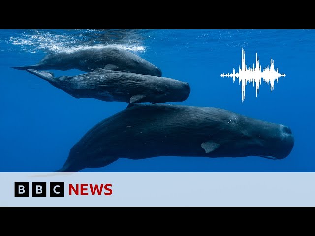 Sperm whales have their own alphabet, scientists say | BBC News