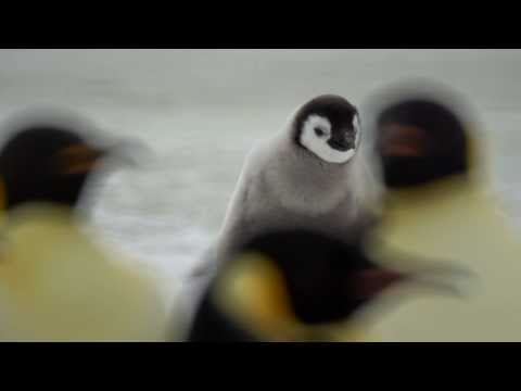 Emperor Penguins, Snow Hill  2013