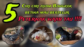 Peternak Wajib Tau Ciriciri Ayam Bangkok Betina Yang Mau Bertelur