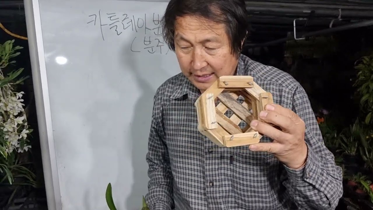 카틀레야 분갈이 분주하기