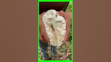 TECHNIQUE OF SCRAPING THE BARK TO RECEIVE TREE SAP PART15 #caosu #asmr