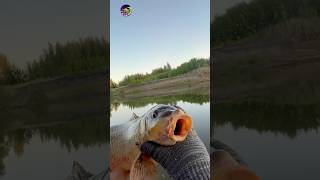 АСТРАХАНСКАЯ РЫБАЛКА НА САЗАНА #рыбалкаастрахань #ахтуба #рыбалкавидео #рыбалкаволгоград #поклевка