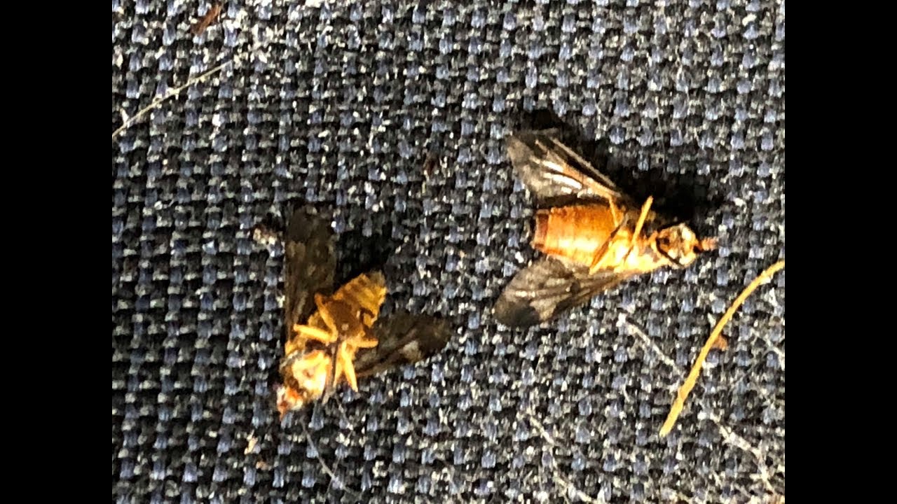 6/5/18 Do Yellow Fly Traps Really Work? I Tested Them Out. YouTube