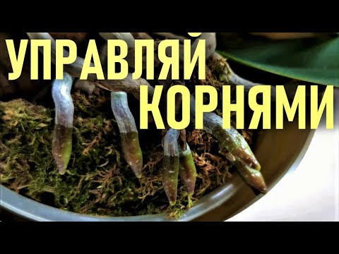УПРАВЛЯЙ КОРНЯМИ ОРХИДЕЙ!!! МЕТОД: РУКОТВОРНЫЕ КОРНИ! ДВИЖЕНИЕ КОРНЕЙ ОРХИДЕИ! ГИДРОТРОПИЗМ ОРХИДЕЙ!