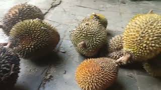 Berburu Durian dan Makan Durian Di Rumah Warga di Kaligesing, Purworejo, Jawa Tengah