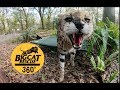 CATS OF SPARE PARTS? In VR 360