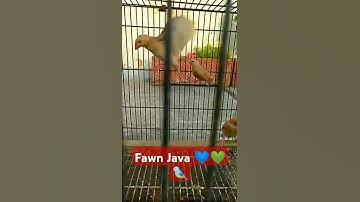 Fawn Java ♥️💙💚❤️| #birds #javabirds #shorts #viralvideos