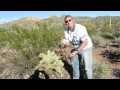 PHOENIX: Most Dangerous Cactus in Arizona Desert: Jumping Cholla Cactus - The Extreme case